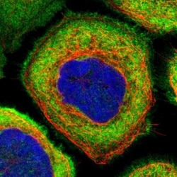 AHNAK Antibody, Novus Biologicals:Antibodies:Primary Antibodies